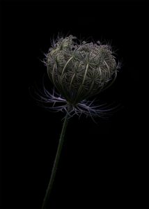 Petal Shadow Collection Image